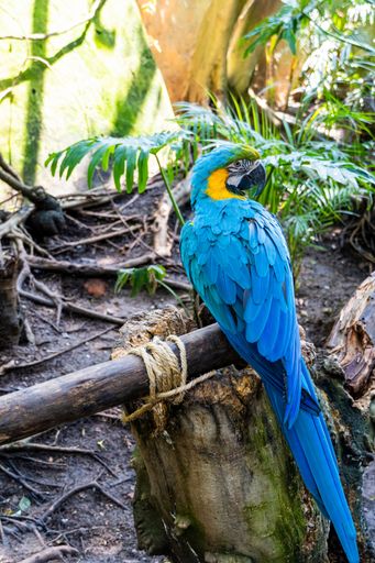 A vertical shot of an exotic blue macaw bird perched on a branch