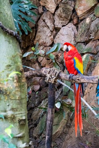 A vertical shot of an exotic scarlet macaw bird perched on a branch