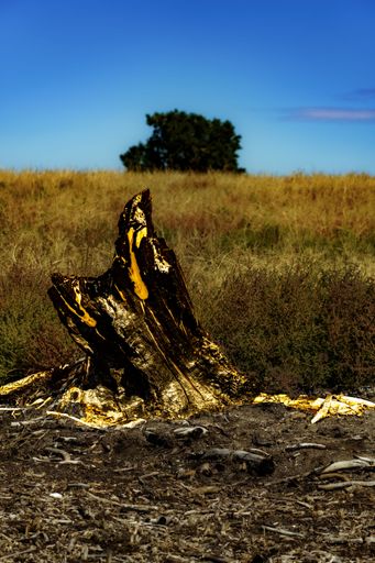 A wooden stump on yellow grass field with blue sky on the horizon, vertical shot