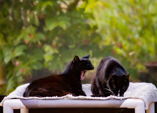 A closeup of a yawning cat lying on a blanket with a black small kitten