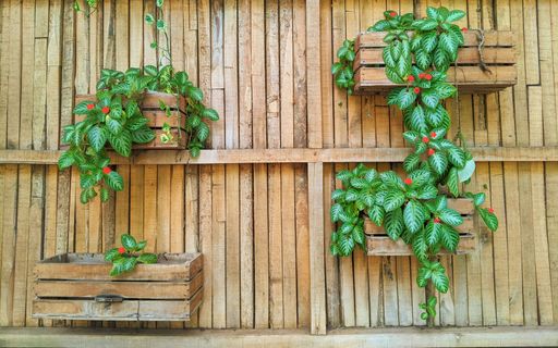 The episcia plant growing in wooden flower pots.