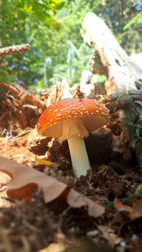 A vertical closeup shot of an agaric mushroom on a forest floor