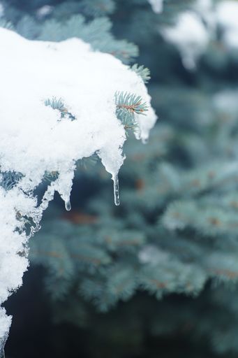 Vertical closeup shot of spruce branch covered with white snow in coniferous forest on blurry background