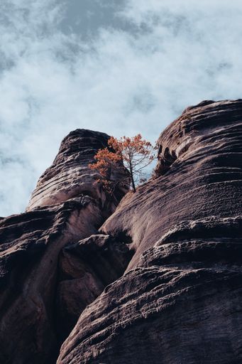 A low angle shot of lonely tree standing at top of canyon in national park in Arizona, USA under blue cloudy sky