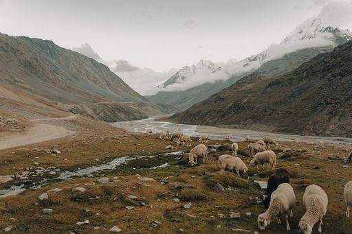 A flock of sheep near the river in the mountains