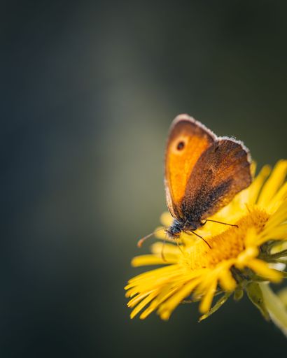 A vertical shot of beautiful butterfly on a yellow flower against blur background