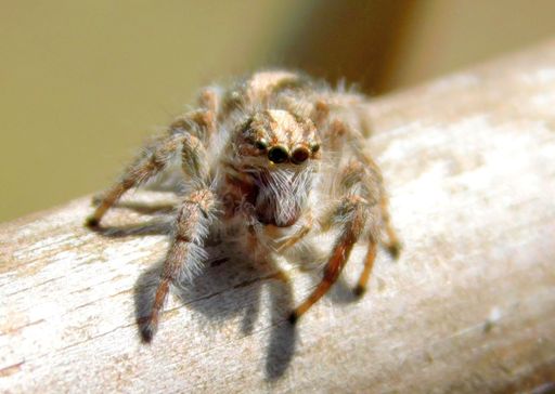 A macro shot of a gray jumping spider sitting on a wooden surface on an isolated background