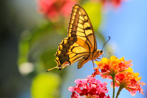 A macro shot of an Old world swallowtail sitting on colorful flowers and eating nectar