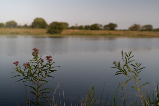 A closeup shot of pink flowers and green leaves with a lake in the background