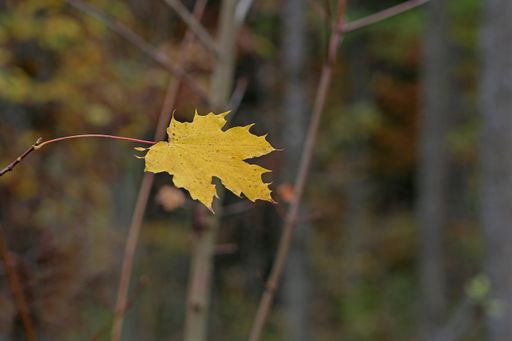 A selective focus shot of a single leaf on an autumn tree