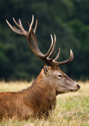 A vertical shot of an elk lying on the ground covered in greenery under the sunlight with a blurry background