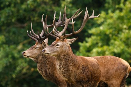 A closeup of elks surrounded by greenery in a field under the sunlight with a blurry background