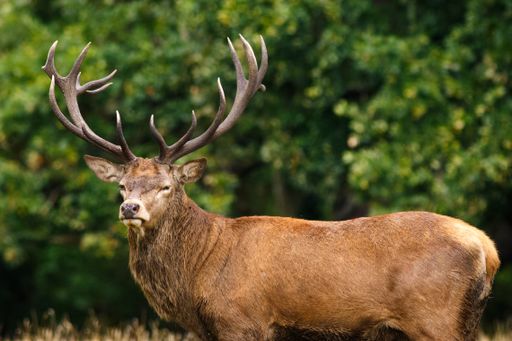 A closeup of an elk surrounded by greenery in a field under the sunlight with a blurry background