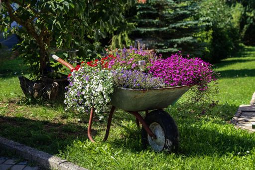 A wheelbarrow with beautiful flowers in the garden
