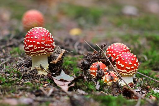 A closeup shot of the red fly agaric mushrooms in the forest after the rain