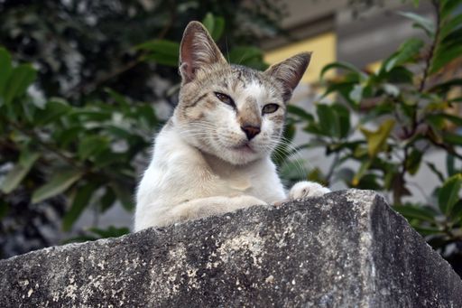 A closeup shot of a white cat on a blurred background