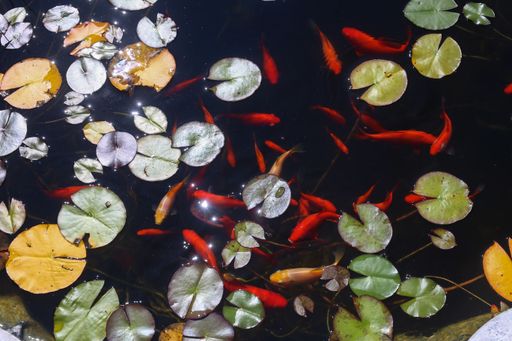 A closeup top view shot of koi fish in the pond