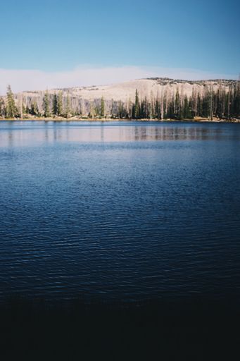 A vertical shot of a lake surrounded by a forest