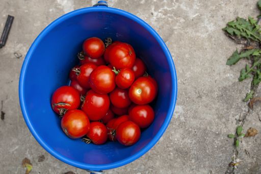 A top view of a bucket of ripe tomatoes
