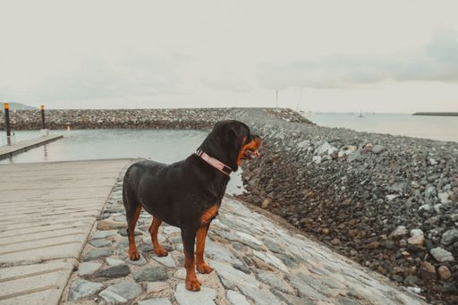 A black rottweiler dog standing on a pier at the beach