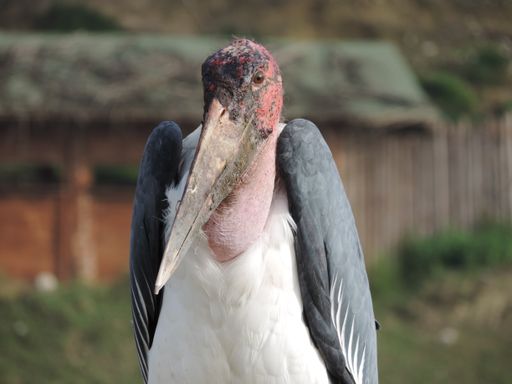 A selective focus closeup shot of a cute marabou stork directly looking at the camera