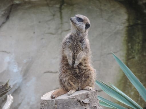 A selective focus shot of a cute meerkat standing on a rock in the middle of a forest