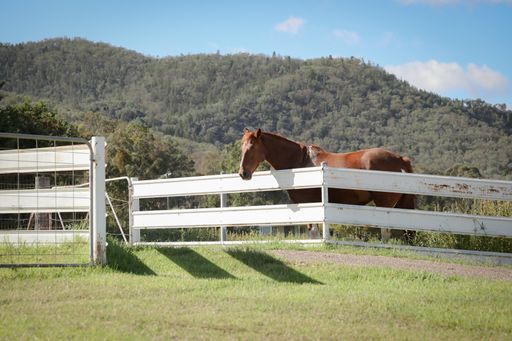 A brown horse standing behind a wooden fence in a farm