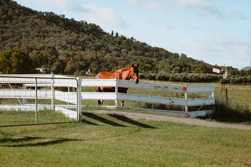 A brown horse standing behind a wooden fence in a farm