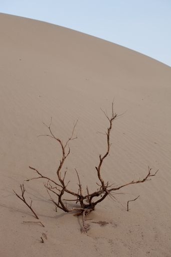 A vertical shot of a dead tree in a desert in Xinjiang, China