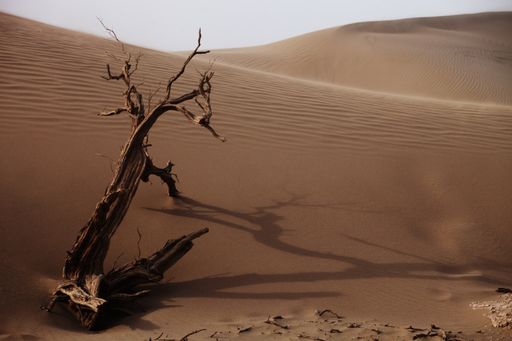A dead tree in a desert in Xinjiang, China