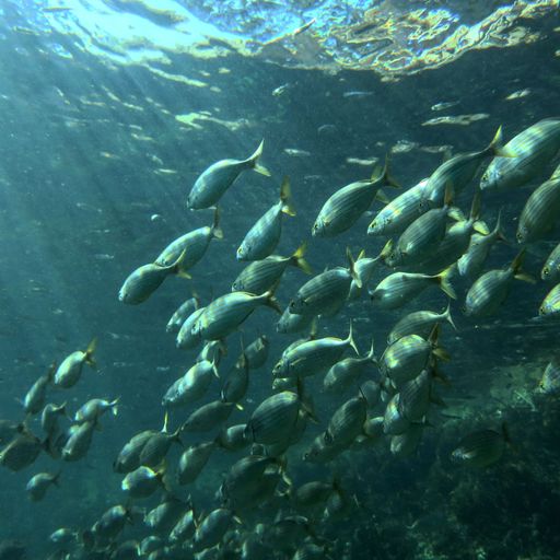 A closeup of a huge fish school in the water with the sunbeams through it