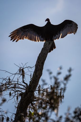 A vertical shot of a silhouette of a vulture perched on a broken tree branch