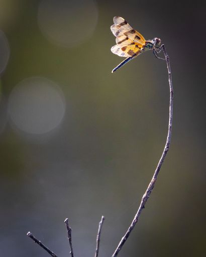 A vertical selective focus shot of a dragonfly with orange wings hanging onto a plant