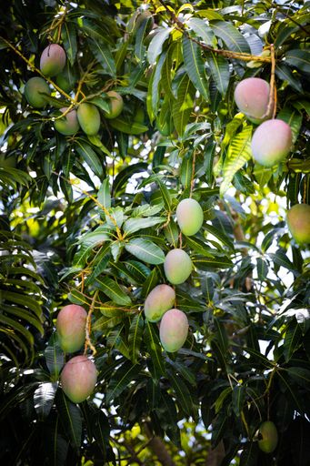 A vertical shot of mangos (Mangifera indica) on tree branches and among leaves in a garden