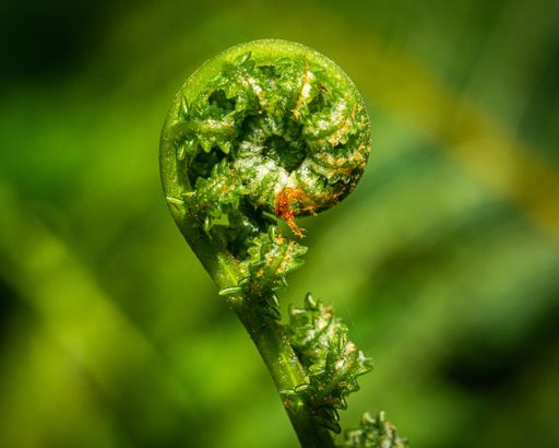 A close-up of a fern (Polypodiophyta) in blurry green background