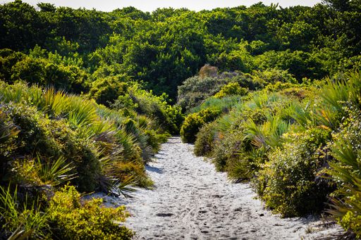 A mesmerizing shot of a dirt road leading to a lush forest with green plants and shrubs