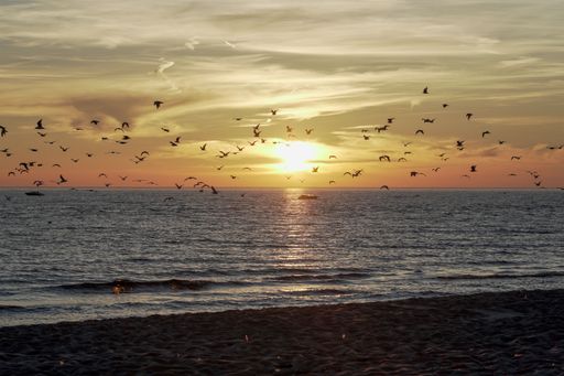 A flock of birds flying over the wavy sea at sunset with boats in the background