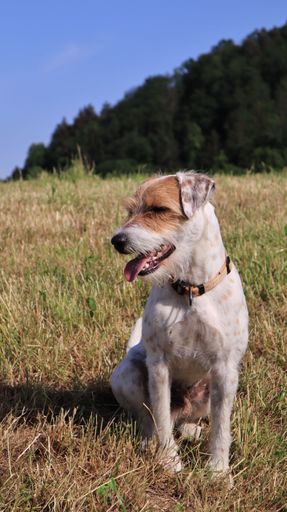 A vertical shot of a Parson Russell Terrier sitting on grass with its tongue out on a sunny day