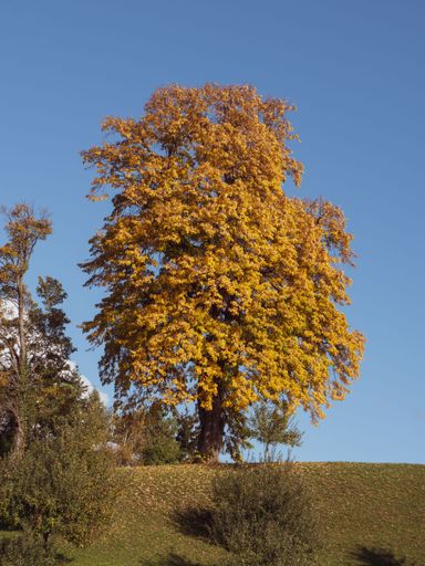 A beautiful shot of a lone large Aesculus tree with lush yellow foliage in field on an autumn sunny day