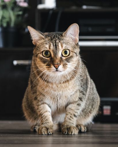 A vertical shot of an adorable tabby cat sitting on the floor