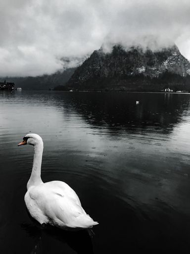 The vertical selective color view of a mute swan swimming in the lake by the mountain covered in clouds