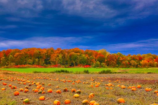 A beautiful shot of pumpkins growing in the valley and the colorful forest in the background