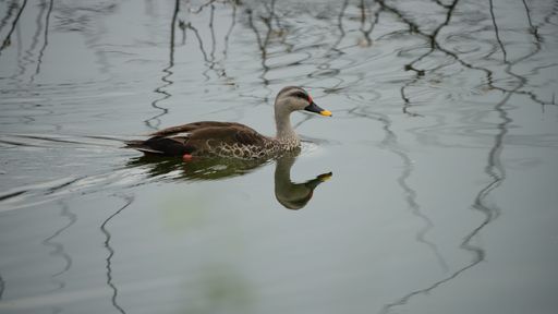 A closeup of the Indian spot-billed duck swimming in the lake. Anas poecilorhyncha.