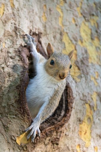 A vertical closeup shot of a cute squirrel looking out of a hole in a tree