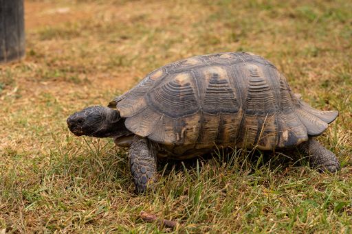 A closeup of a turtle walking on the grass outdoors