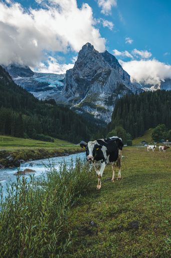 A vertical shot of a cow staring next to a creek in Rosenlaui, Switzerland with a snowy mountain with trees and a cloudy blue sky in the background.