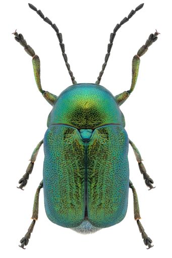 Case-bearing leaf beetle species Cryptocephalus aureolus, trivial name: Green Pot Beetle.