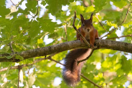 Portrait photography of a curious squirrel that sits on a wooden branch. Shallow depth of field, background with place for text and copy space.