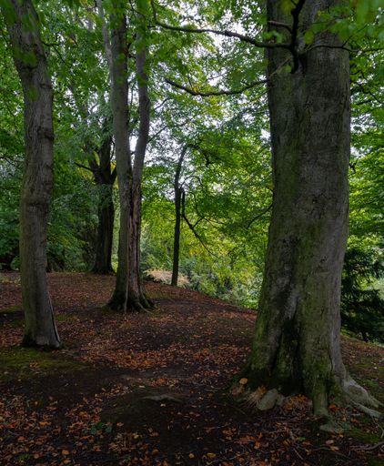 A vertical shot of  trees in the woods with leaves on the ground and a green forest in the background.
