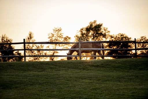 A horse on a grassy hill behind a wooden fence with a blurred background